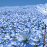 キャンセルポリシー