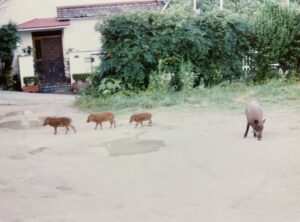 自然豊かな六甲